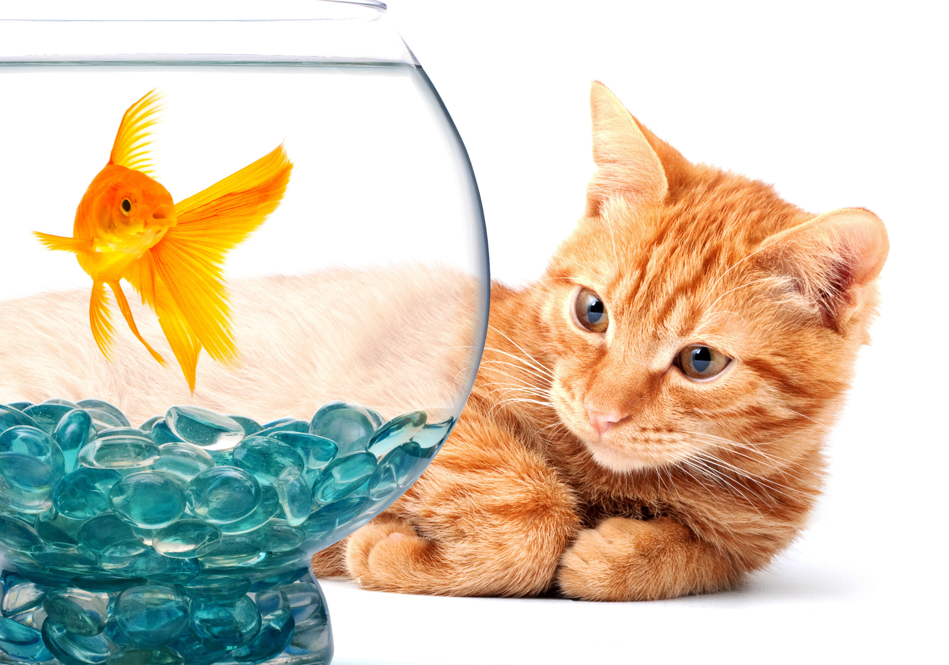 Аквариум для кота внутри. Кот и аквариум. Котик с аквариумом в цвете. Аквариум для котиков. Котик и аквариум рисунок.